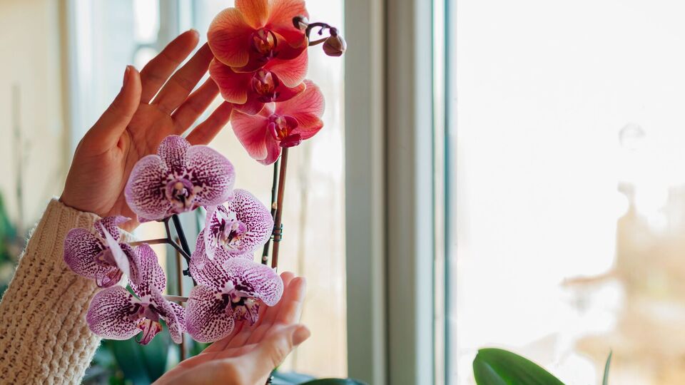Орхідея буде розкішною за сприятливих умов