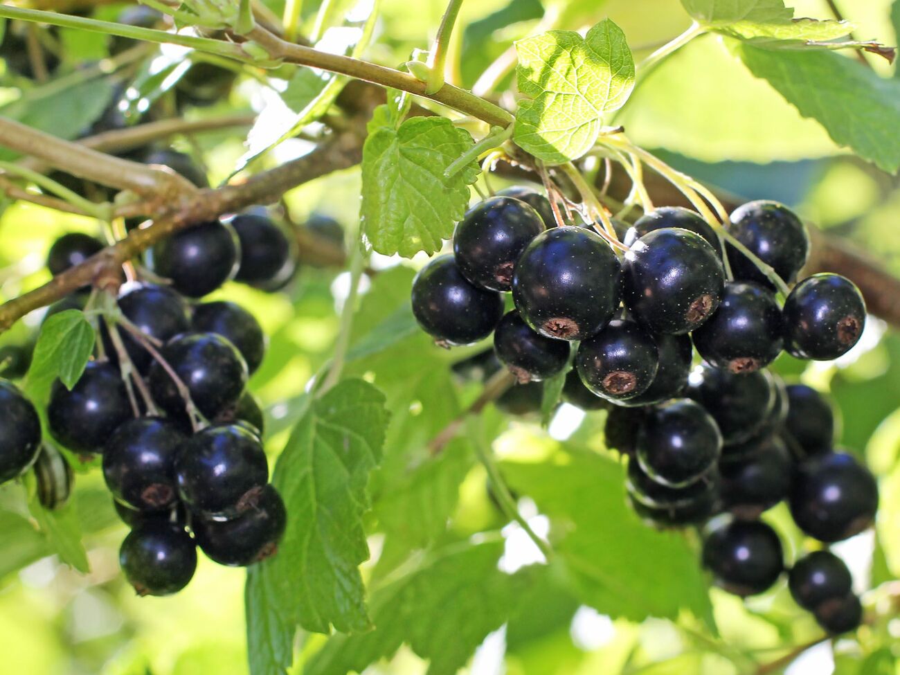 Смородина отблагодарит щедрым урожаем