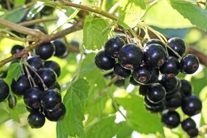 Смородина отблагодарит щедрым урожаем