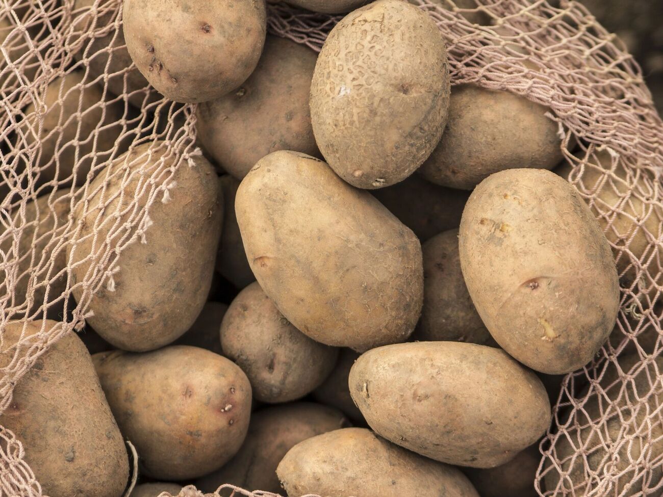 Чтобы картофель не начал прорастать и не испортился, хранить его нужно в деревяных или пластиковых ящиках