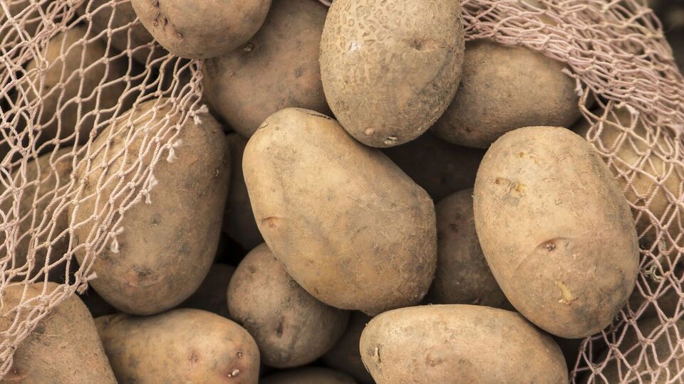 Чтобы картофель не начал прорастать и не испортился, хранить его нужно в деревяных или пластиковых ящиках