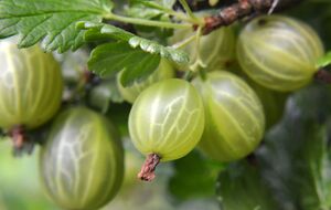 Перед зимой крыжовник требует особого ухода
