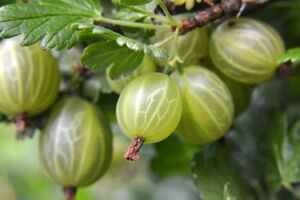 Перед зимою аґрус потребує особливого догляду