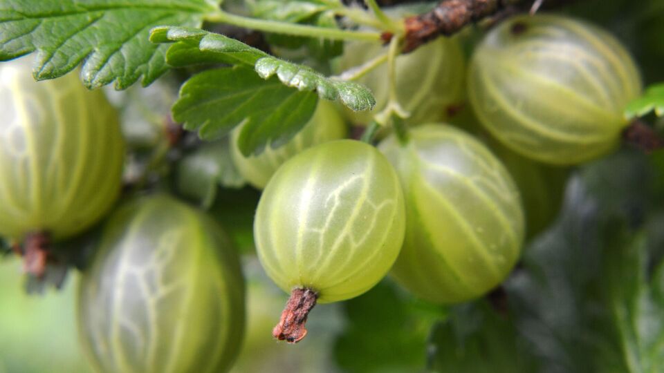 Перед зимою аґрус потребує особливого догляду