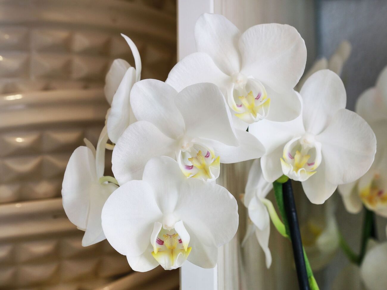 Орхидея начнет цвести