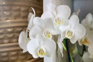 Орхідея почне цвісти