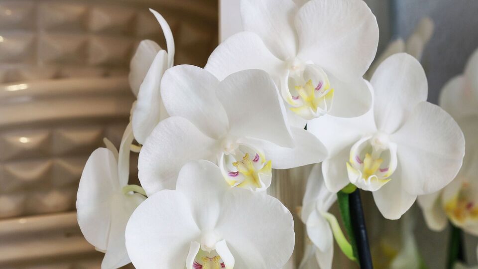 Орхідея почне цвісти