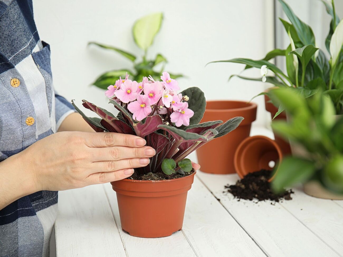 Во время обрезки увядших цветов нужно также обрезать и старые листья