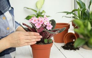 Во время обрезки увядших цветов нужно также обрезать и старые листья