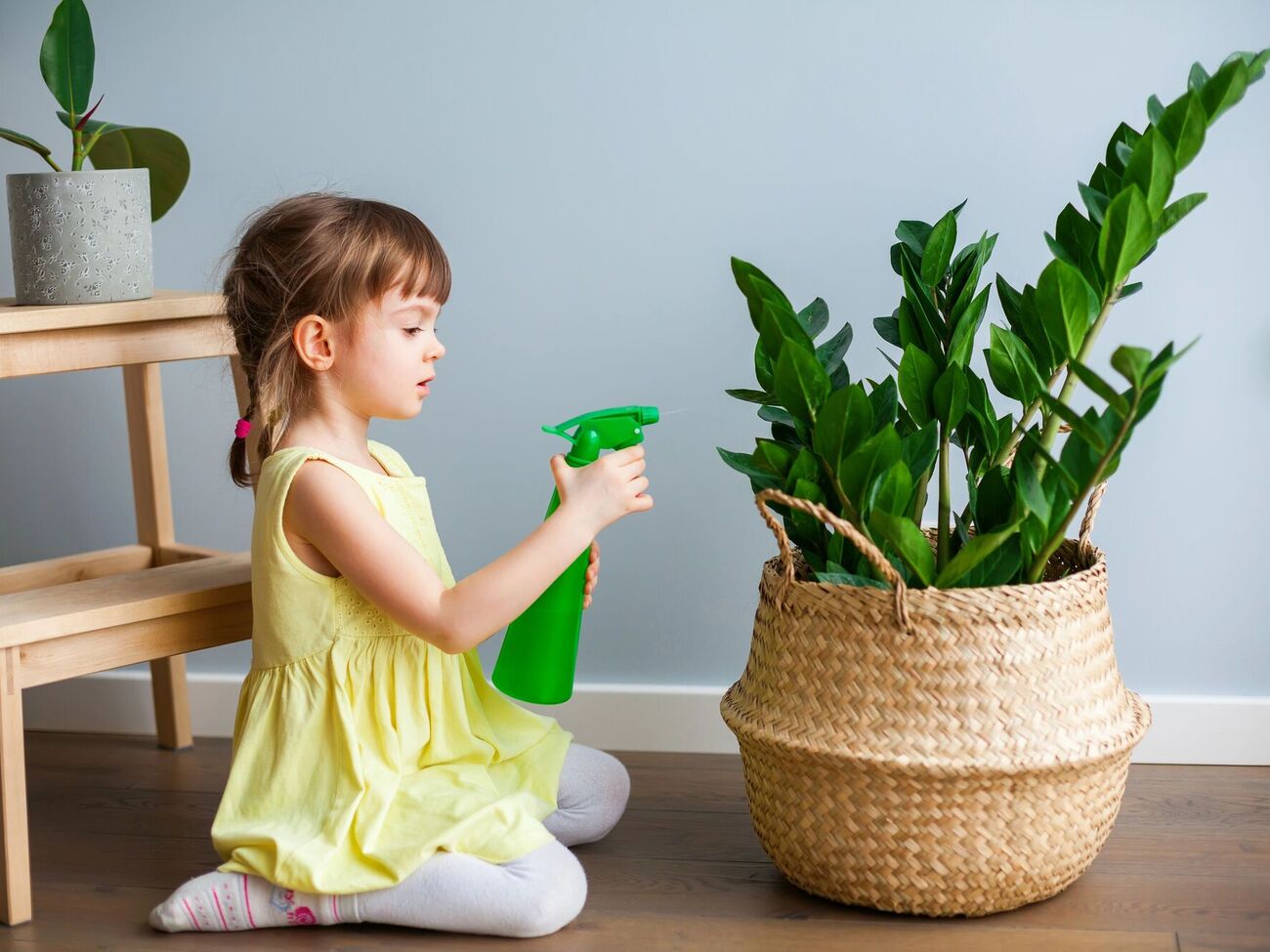 Замиокулькас лучше переносит засуху, чем перелив