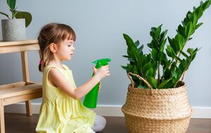 Замиокулькас лучше переносит засуху, чем перелив