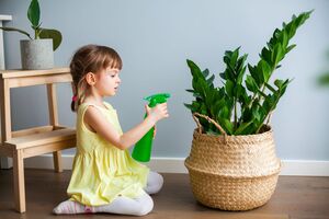 Заміокулькас краще переносить посуху, ніж перелив