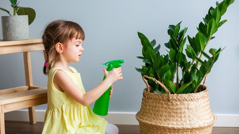 Заміокулькас краще переносить посуху, ніж перелив