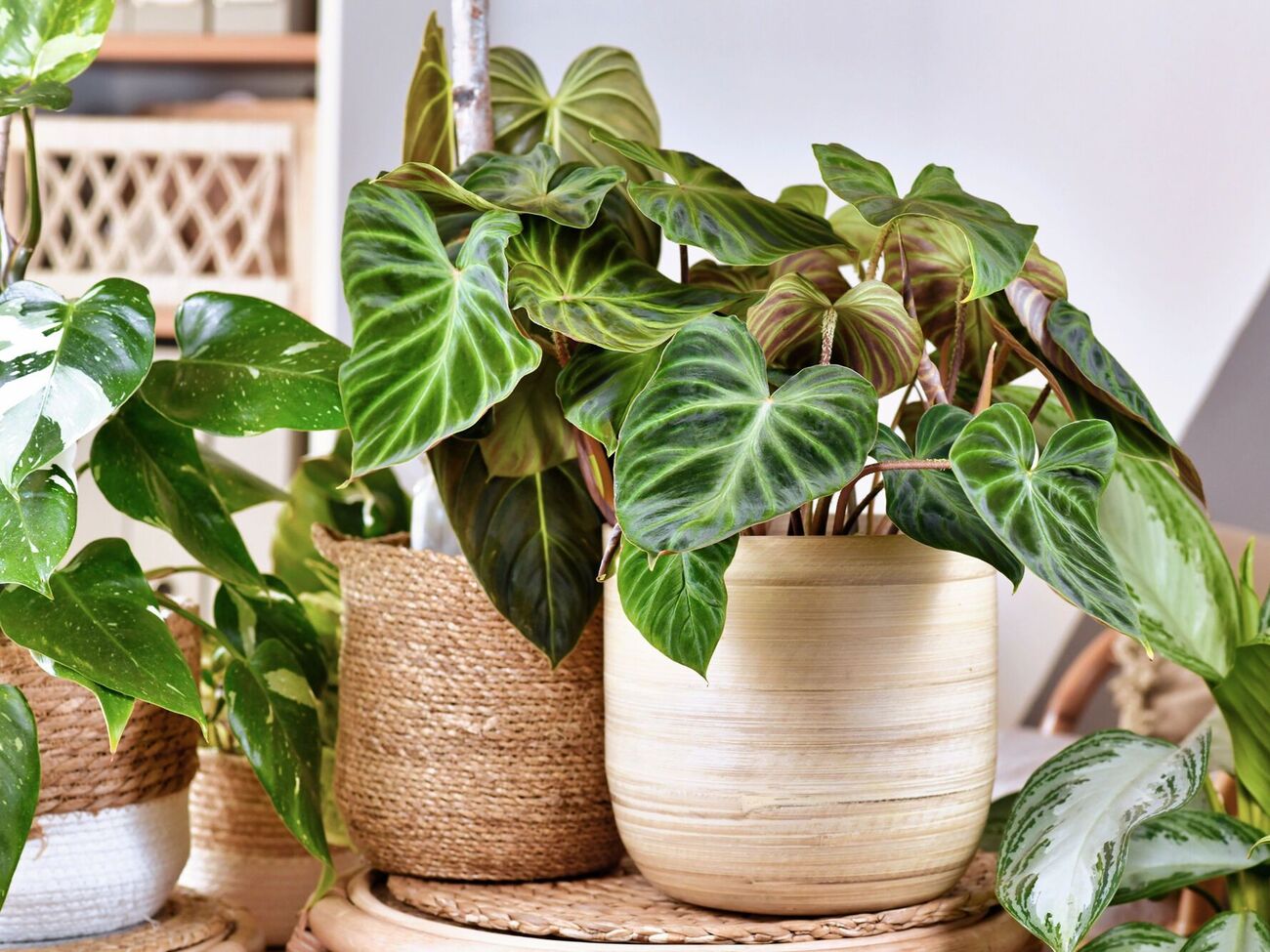 Благодаря подкормке листья у цветов не будут желтеть