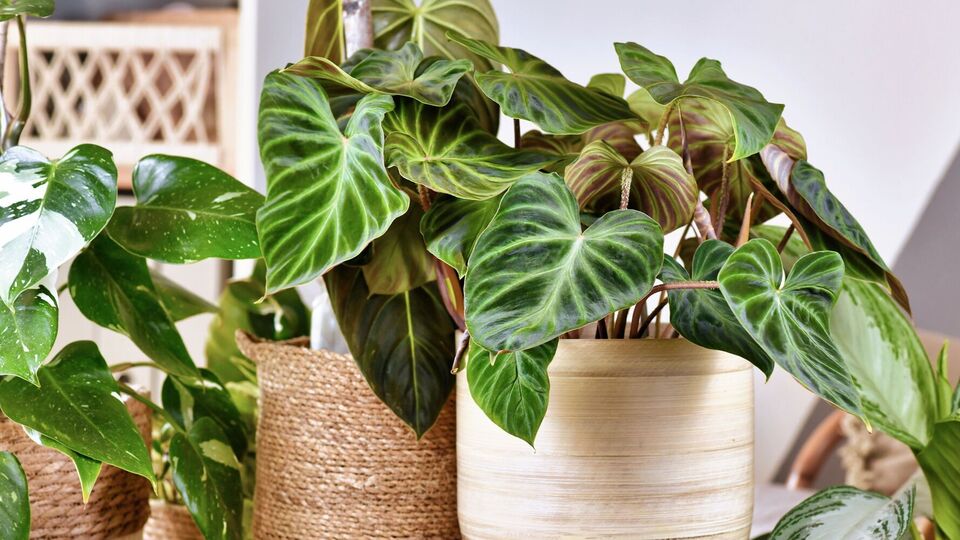 Благодаря подкормке листья у цветов не будут желтеть