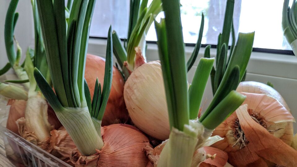 Перекладіть цибулини в посудину так, щоб вони тісно лежали одна біля одної