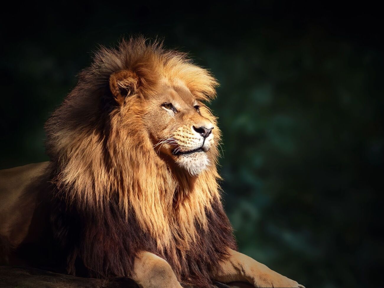 В зверинце говорят, что кто-то сломал замки вольера со львами