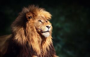 В зверинце говорят, что кто-то сломал замки вольера со львами