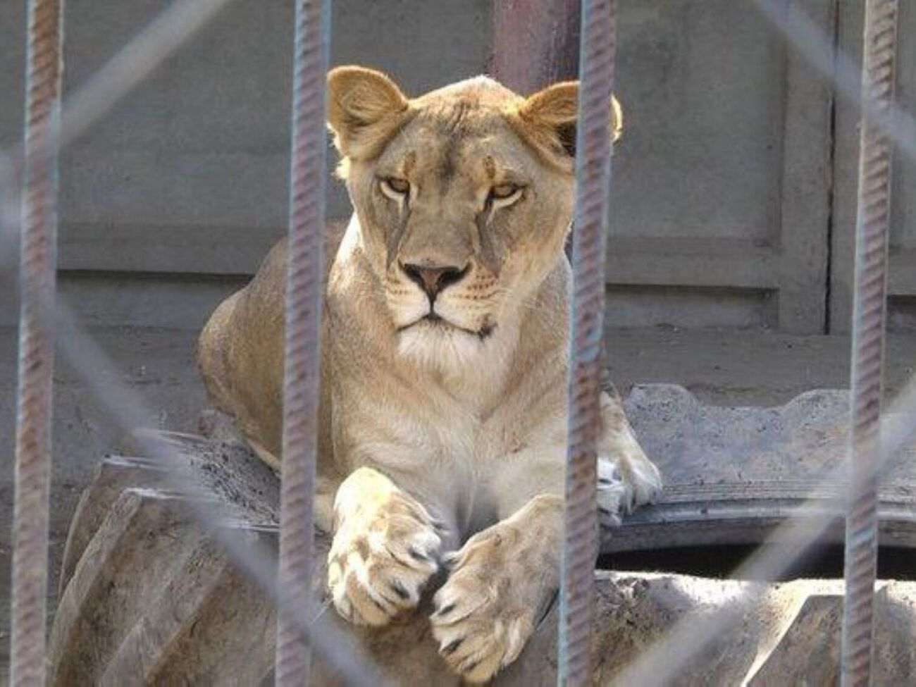 Львица находилась неподалеку от зооуголка, отметил директор