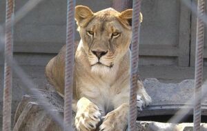 Львица находилась неподалеку от зооуголка, отметил директор