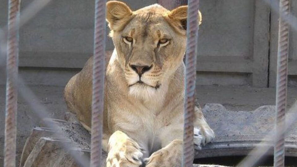 Левиця перебувала неподалік зоокуточка, зазначив директор