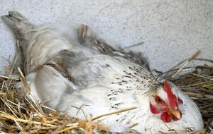 Важливими чинниками, які впливають на несучість курей, є чистота й сухість у курнику