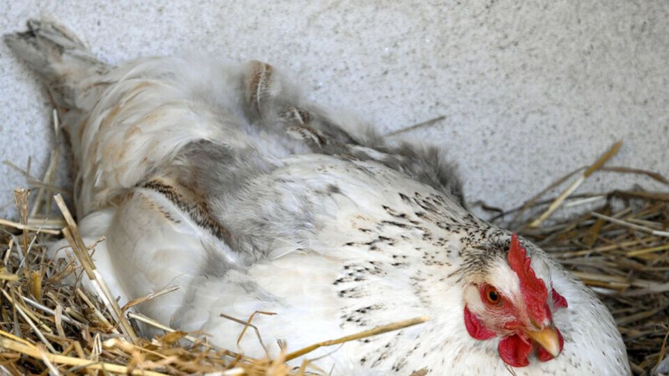 Важным фактором, влияющим на яйценоскость кур является чистота и сухость в курятнике