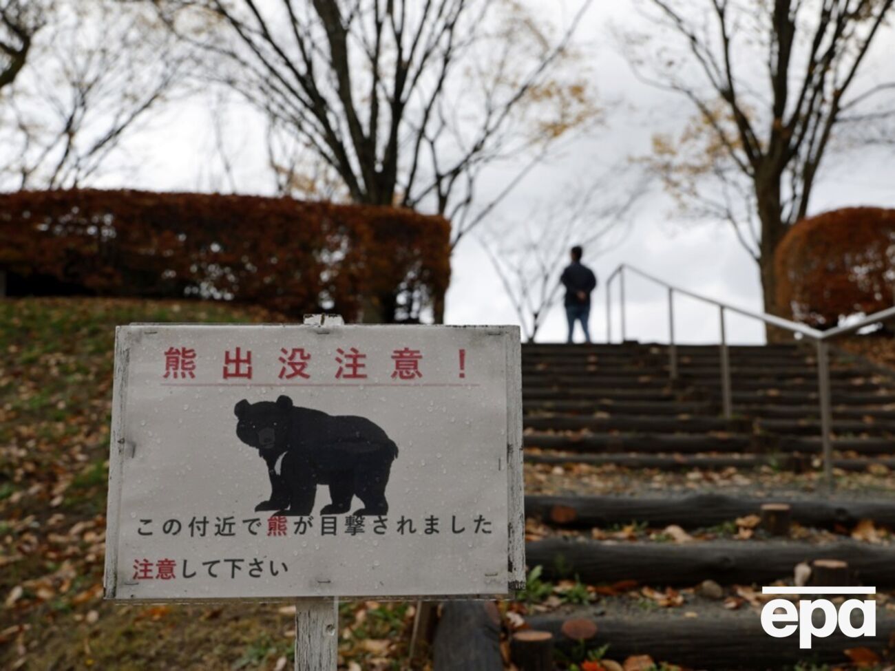 Жертвами нападений медведей в Японии стали более 10 человек