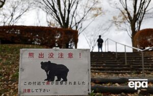 Жертвами нападений медведей в Японии стали более 10 человек