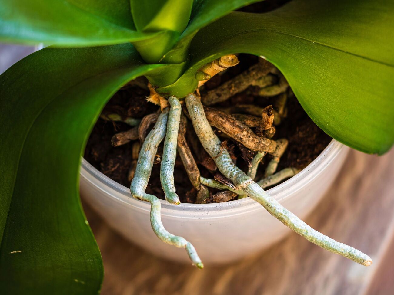 Для этого метода понадобятся стакан, керамзит и вода