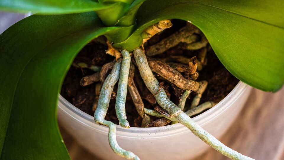 Для этого метода понадобятся стакан, керамзит и вода