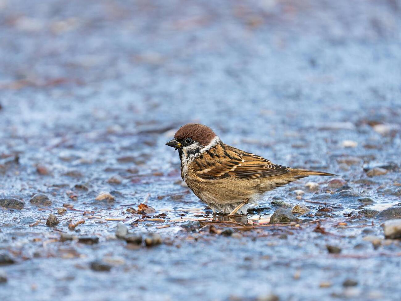 Во вторник в Украине прогнозируют холодную погоду, осадки и сильный ветер