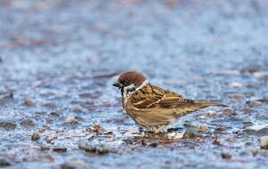 Во вторник в Украине прогнозируют холодную погоду, осадки и сильный ветер
