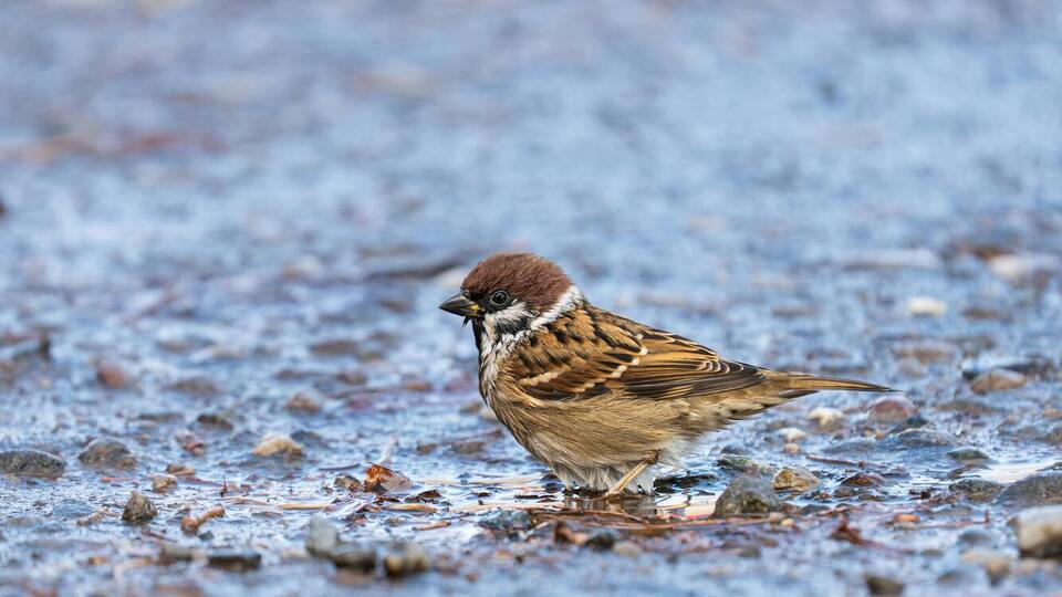 Во вторник в Украине прогнозируют холодную погоду, осадки и сильный ветер