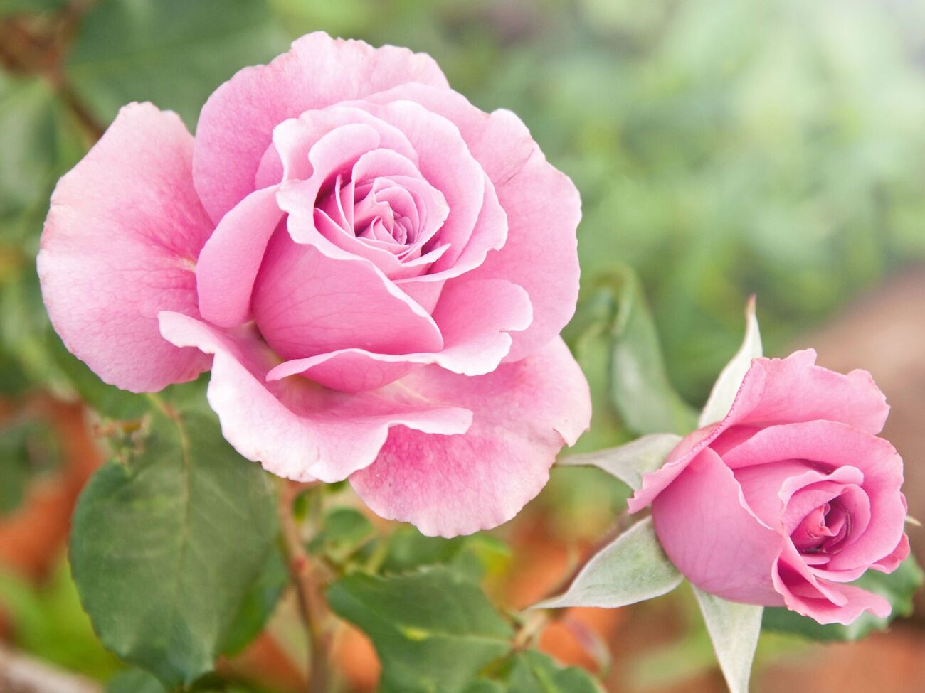 Здоровые розы будут цвести по полной