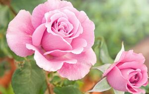 Здоровые розы будут цвести по полной