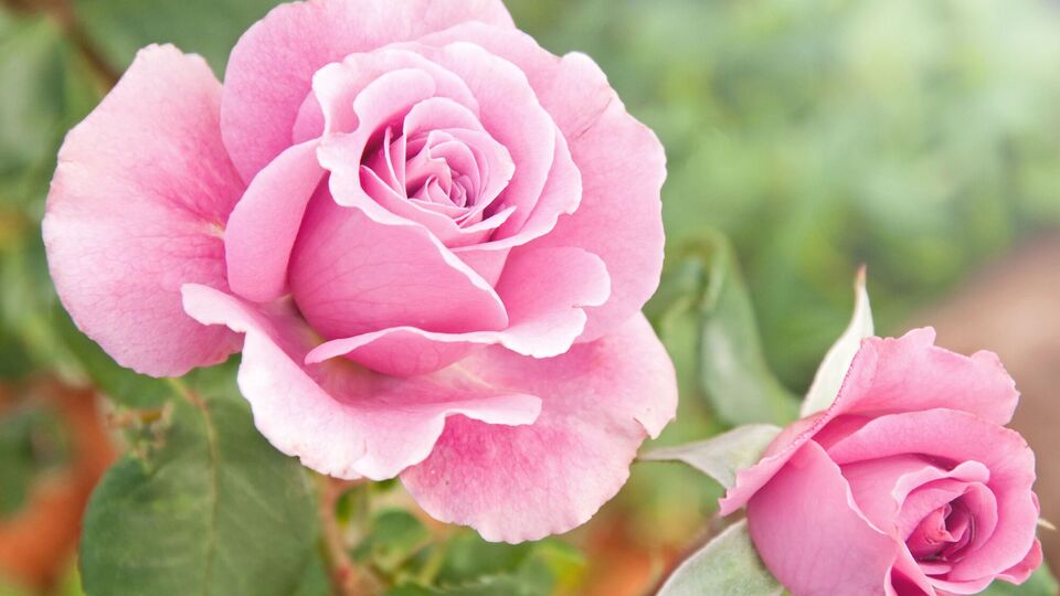 Здоровые розы будут цвести по полной