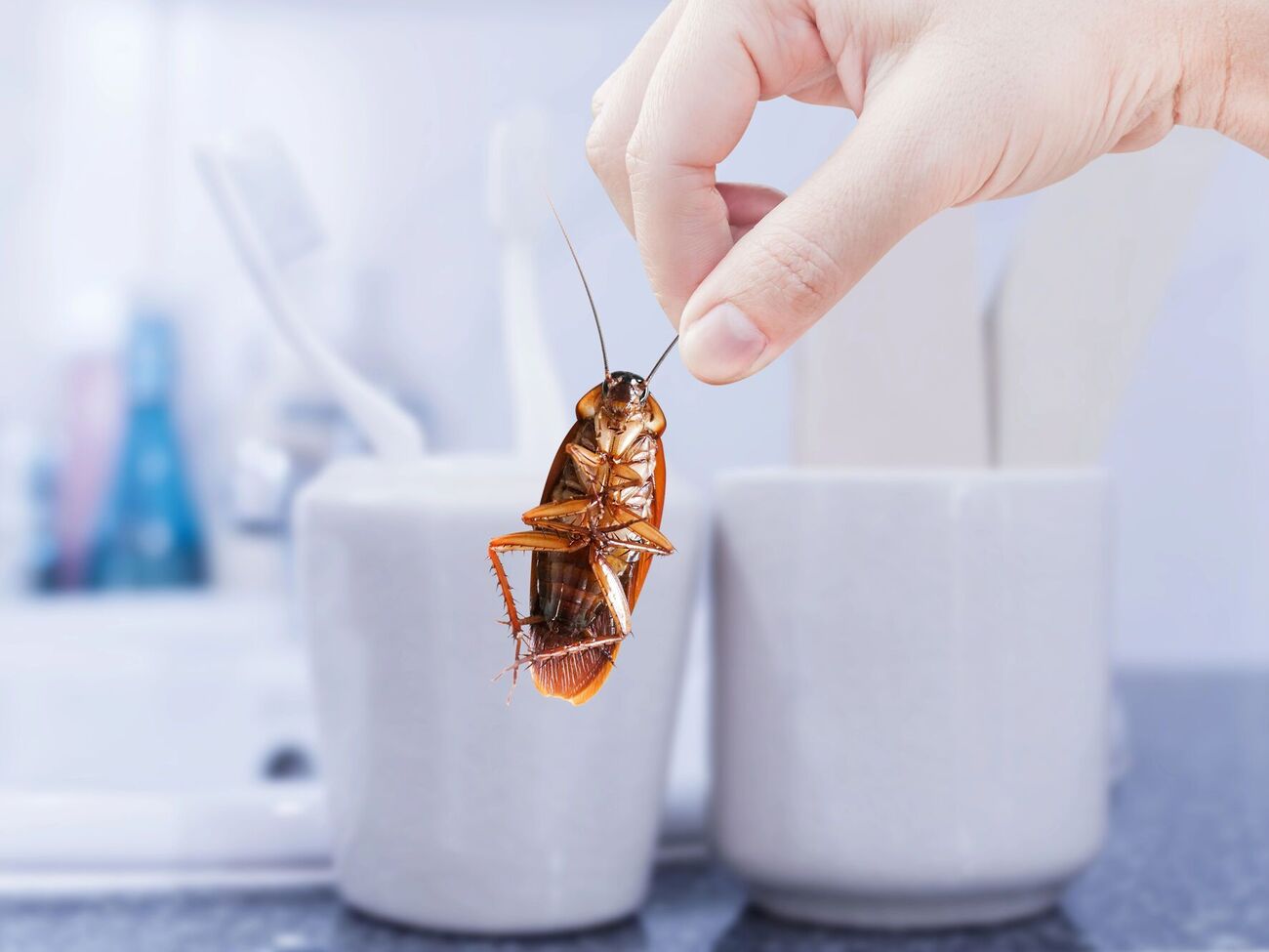 Тараканы не переносят запахи мяты, чеснока и лаврового листа