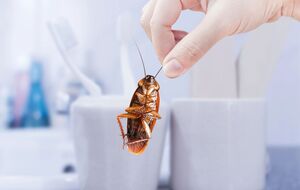 Тараканы не переносят запахи мяты, чеснока и лаврового листа