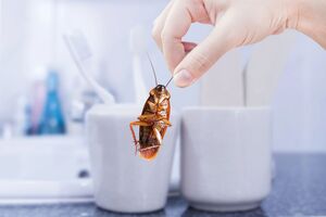 Тараканы не переносят запахи мяты, чеснока и лаврового листа