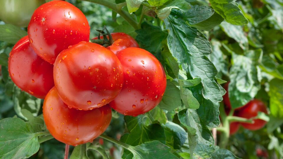Томаты в теплице дадут высокую урожайность