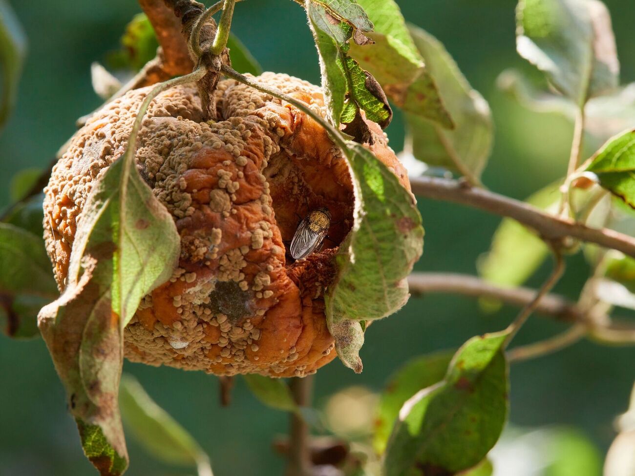 Якщо не провести оброблення, дерева будуть хворіти