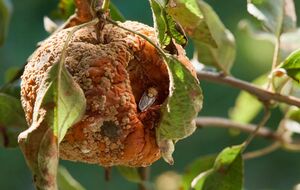 Если не провести обработку, деревья будут болеть