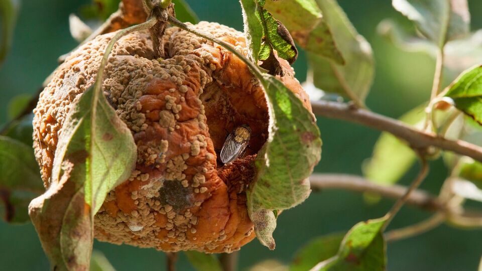 Если не провести обработку, деревья будут болеть