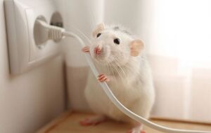 Миші не люблять запаху м'яти й перцю