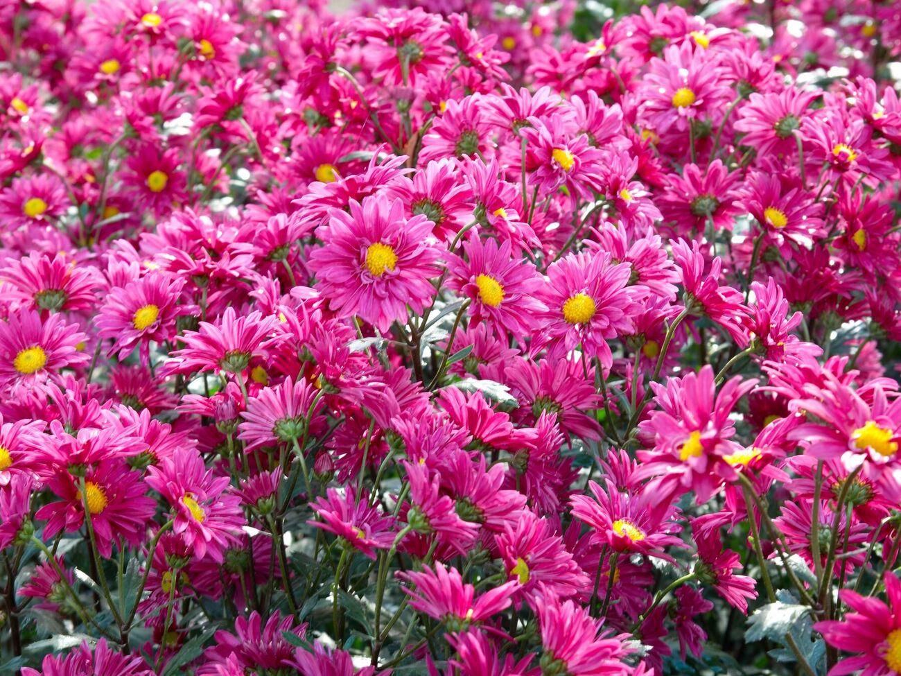 Хризантемы обрезайте на высоте 10–15 см от земли, а затем присыпьте землей с добавлением перегноя