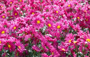 Хризантемы обрезайте на высоте 10–15 см от земли, а затем присыпьте землей с добавлением перегноя