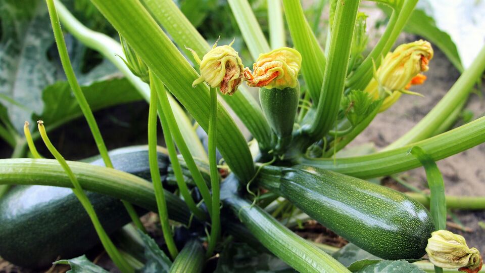 Кабачки отблагодарят ранним урожаем