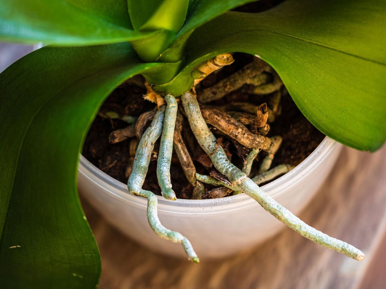 Знадобиться 5 кг яблук