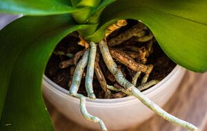 Знадобиться 5 кг яблук